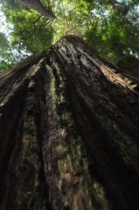Giant Redwood - Cathedral Trees Trail - Orick, CA
